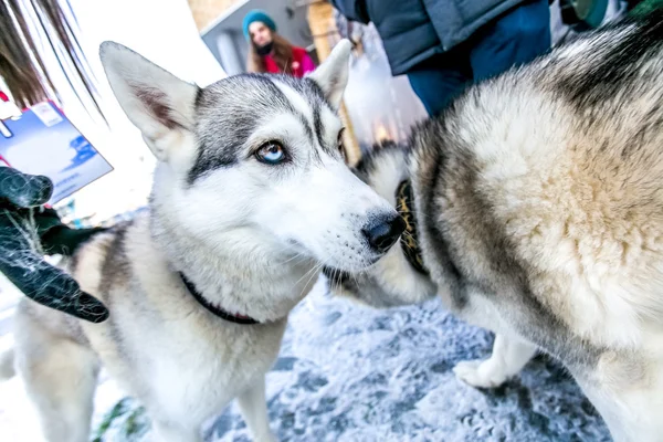 Télen a háttérben az emberek két husky — Stock Fotó