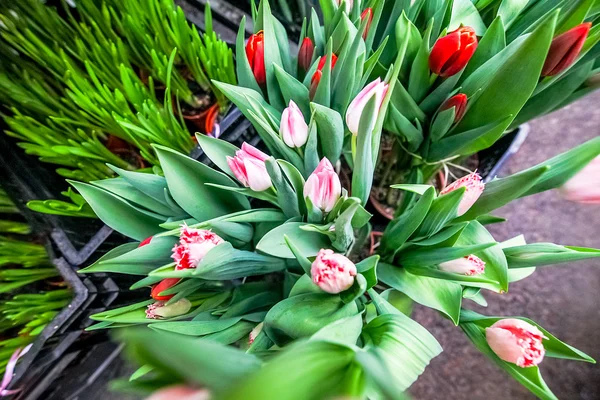 Culture de tulipes de fleurs en serre industrielle — Photo