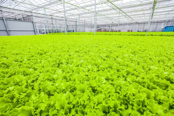 Ladang hijau selada - makanan organik — Stok Foto