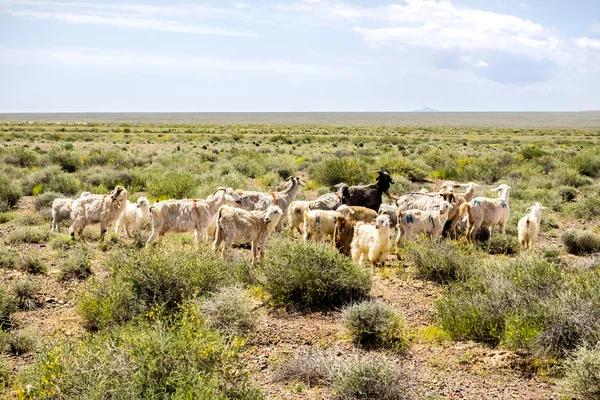 Ovinos y caprinos pastando en la pradera — Foto de Stock