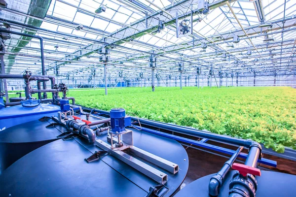 Lettuce green field organic food in modern greenhouse — Stock Photo, Image