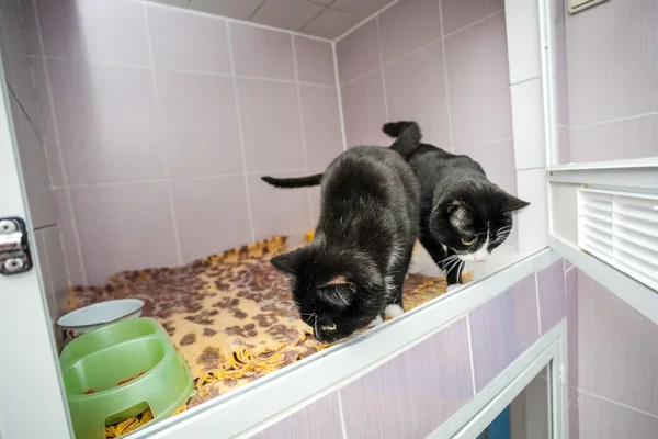 Black and white kittens in an animal shelter — Stock Photo, Image