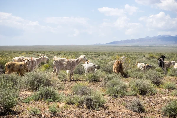 Ovejas y cabras pastando en la pradera bajo el cielo nublado — Foto de Stock
