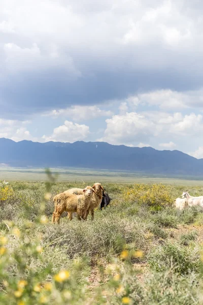 Ovejas y cabras pastando en pradera con arbusto — Foto de Stock