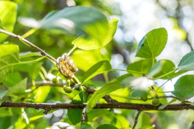 Güneşli damat ve gelin alyans