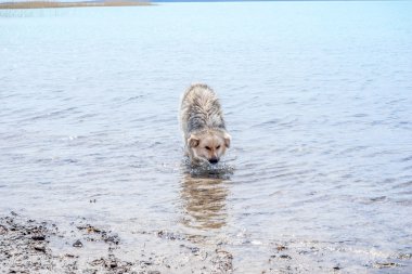 Komik köpek içme suyu nehir