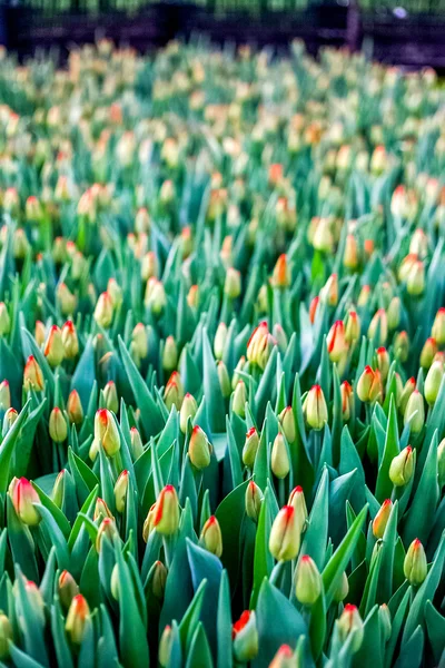 Industrial cultivation of flowers tulips in big greenhouse, vertical — Stock Photo, Image