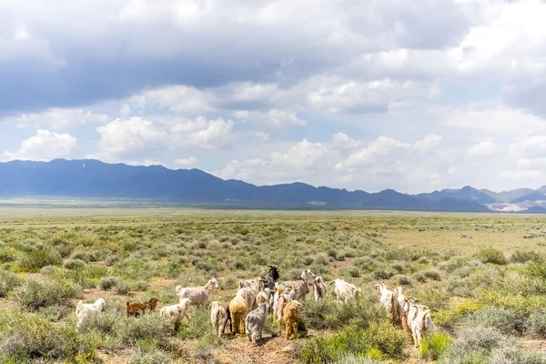 Ovejas y cabras caminando en la pradera con arbusto — Foto de Stock