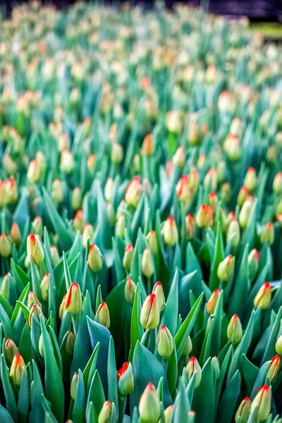 Culture industrielle de tulipes de fleurs en grande serre, verticale — Photo