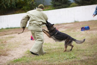 Omsk, Rusya Federasyonu 26.09.2014-Canine Merkezi.