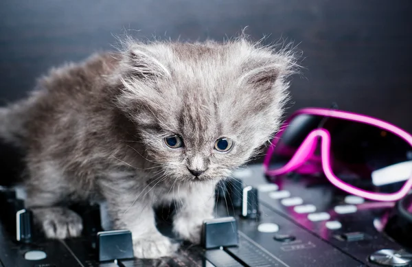 British Shorthair kitten on the remote DJ — Stock Photo, Image