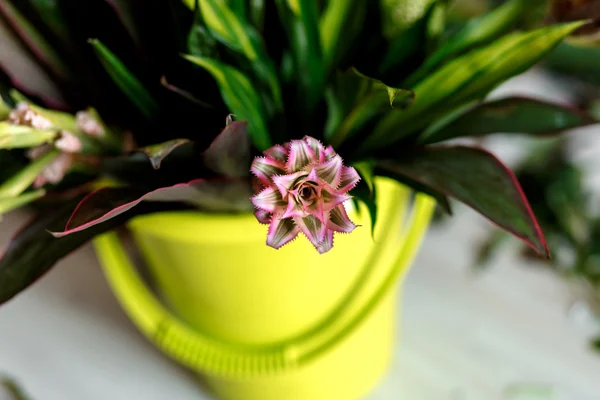 Flor roja en un cubo — Foto de Stock