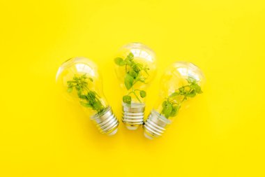 Enerji tasarrufu ampulü içinde yeşil bitki, üst görünüm