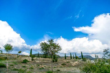 Kireçtaşı zemininde büyüyen ağaçlar