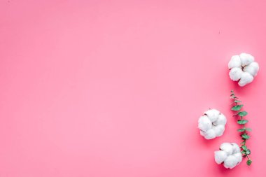 Doğal çiçek kompozisyonu okaliptüs dalları ve pamuk çiçekleriyle pembe arka plan manzarası, düz kopya alanı