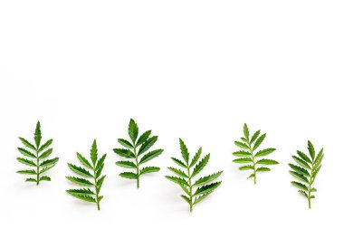 Çiçek yaprağı deseni beyaz arkaplanda izole edilmiş, üst görünüm