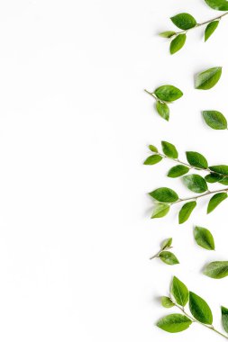 Beyaz üzerinde yeşil yaprak dalları. Üst görünüm