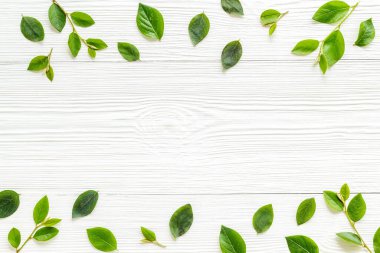 Ağaç yaprağı dallarının yerleşimi. Çiçek arkaplan üstü görünümü