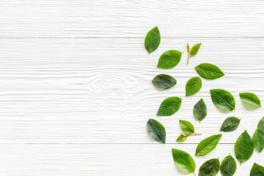 Ağaç yaprağı dallarının yerleşimi. Çiçek arkaplan üstü görünümü