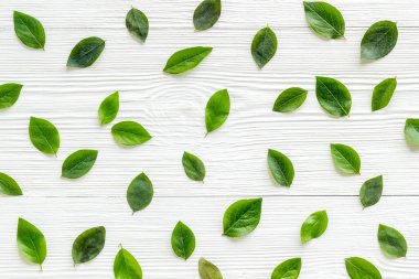 Ağaç yaprağı dallarının yerleşimi. Çiçek arkaplan üstü görünümü