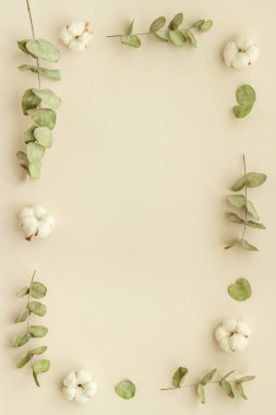 Okaliptüs dalları ve pamuk çiçekleri. Çiçek çerçevesi. Üst görünüm