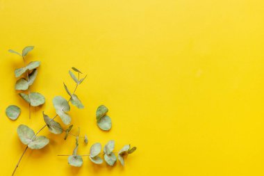 Okaliptüs yaprakları ve dallar düz yatıyordu.