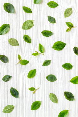 Çiçek desenli yeşil yaprak ve dallar. Üst görünüm