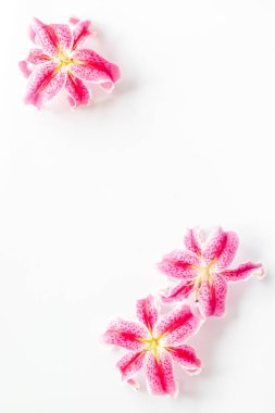 Beyaz arkaplanda izole edilmiş pembe mor zambak çiçekleri