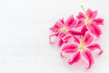 Pembe mor zambak çiçekleri. Çiçek deseni