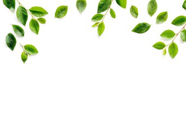 Beyaz arka planda yeşil yaprak deseni. Üst görünüm