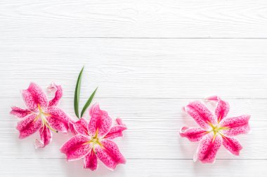 Pembe zambak çiçekleri, çiçek desenli arka plan