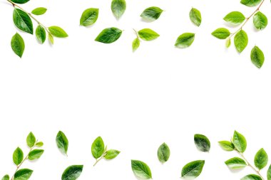 Beyaz üzerinde yeşil yaprak dalları. Üst görünüm