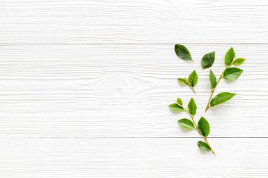 Çiçek desenli yeşil yaprak ve dallar. Üst görünüm