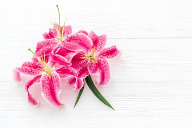 Pembe mor zambak çiçekleri. Çiçek deseni