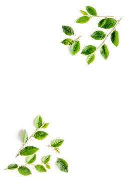 Beyaz arka planda yeşil yaprak deseni. Üst görünüm