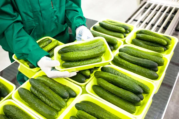 Hands hold green cucumbers — Stock Photo, Image