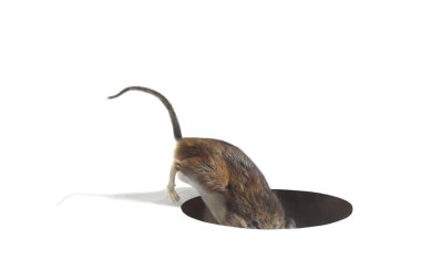 Mouse Searching in a Hole in the Floor clipart