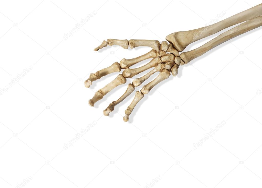 Skeleton Arm and Hand