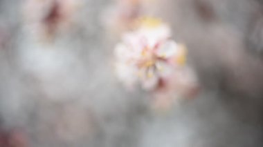 Çiçek, dal ağaç bahar