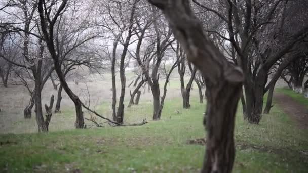 Alberi in fiore in giardino — Video Stock