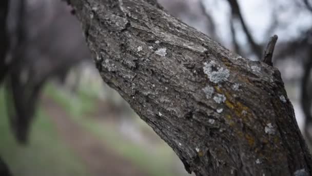 树干和光秃的树枝 — 图库视频影像