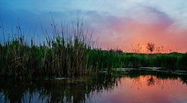 Nehir kıyısında yeşil reed