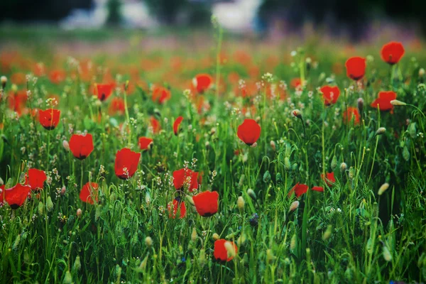 Prairie pittoresque avec des coquelicots rouges — Photo