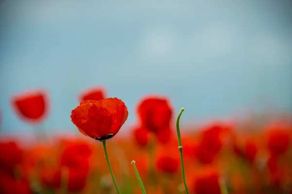 Schöne rote Mohnblumen — Stockfoto