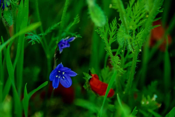 Modré a červené květy — Stock fotografie