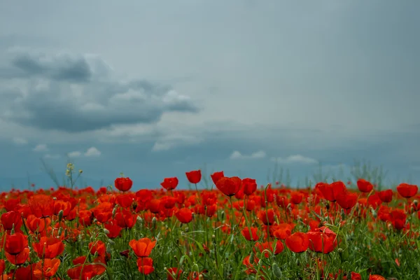 Malerische Wiese mit roten Mohnblumen — Stockfoto