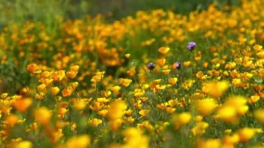 Kaliforniya Poppy Vahşi Çiçekleri Elsinore Gölü 'nde Süper Çiçek
