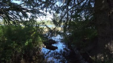 Lewis ve Clark Ulusal Park Fort Clatsop Ormanı Netul Landing Columbia Nehri Oregon