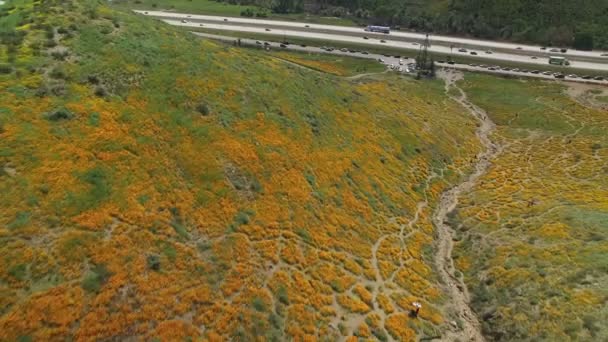 California Poppy Super Bloom Letecké Záběry Divokých Květin Dálnice Jezeře — Stock video