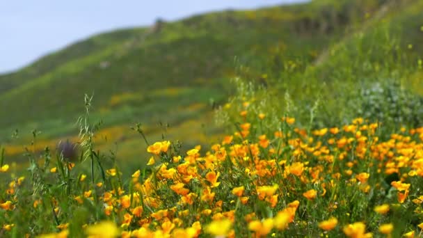 California Poppy Wild Flowers Super Bloom Hills Lake Elsinore — Stock Video